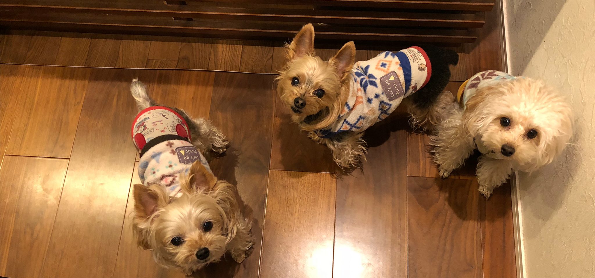 ドッグホテル Dog Spa&Hotel Nicory ドッグスパ&ホテル ニコリー