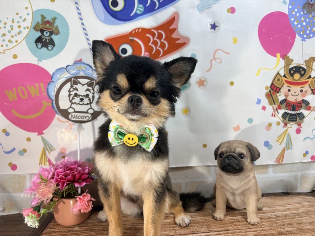 わんちゃん 5月にご来店いただいたワンちゃんたち🐶【5/27〜5/31】 | Dog